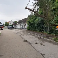 baum_reisberg_02.jpg