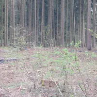 rauch_wald_03.jpg