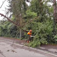 baum_reisberg_01.jpg