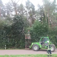baum_02.jpg